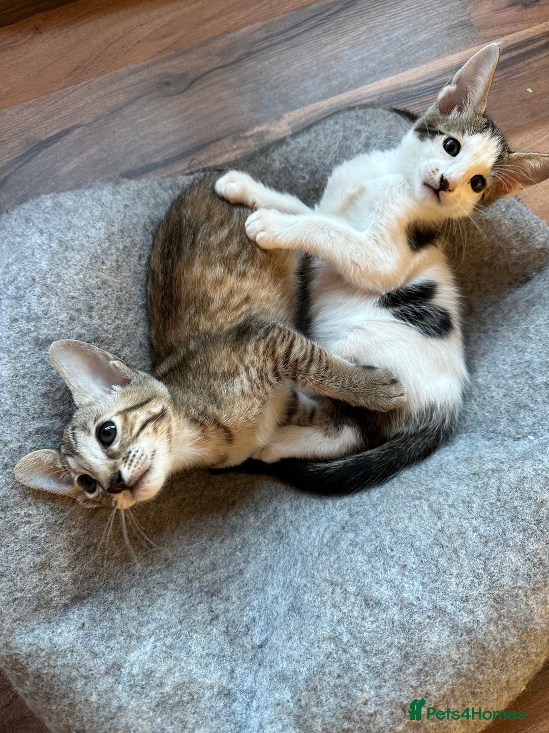 Mixed Breed cats for sale: Crossed Between Oriental short hair & White Bengal - Advert 4