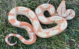 Boa Snake reptiles for sale: Baby Boa Morphs FOR SALE - Image 1
