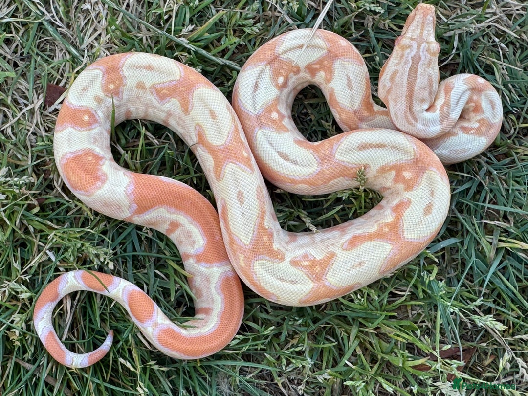 Boa Snake reptiles for sale: Baby Boa Morphs FOR SALE - Image 1