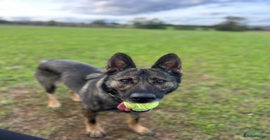 German Shepherd dogs - Advert 8
