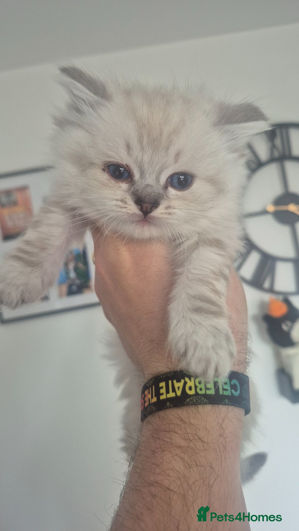 Ragdoll cats 3 Ragdoll kittens for sale  - Advert 13