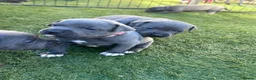 Staffordshire Bull Terrier dogs for sale: KC reg Blue Staff Puppies  - Advert 3