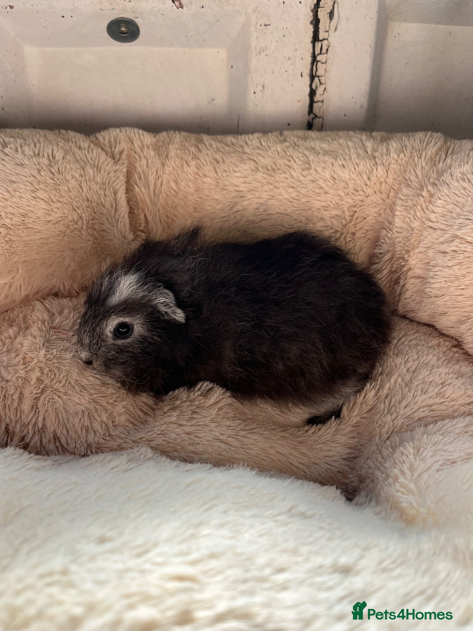 Guinea Pig rodents swiss girl- back on for sale  - Advert 19