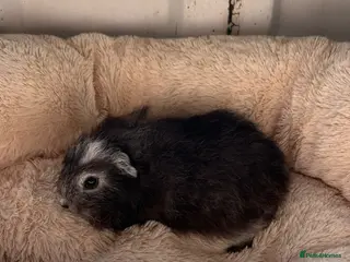 Guinea Pig rodents swiss girl- back on for sale - Advert 19