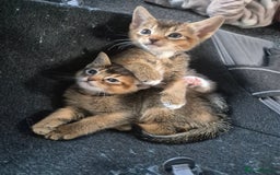 Abyssinian cats for sale: Abyssinian X Bengal Kittens - Image 4