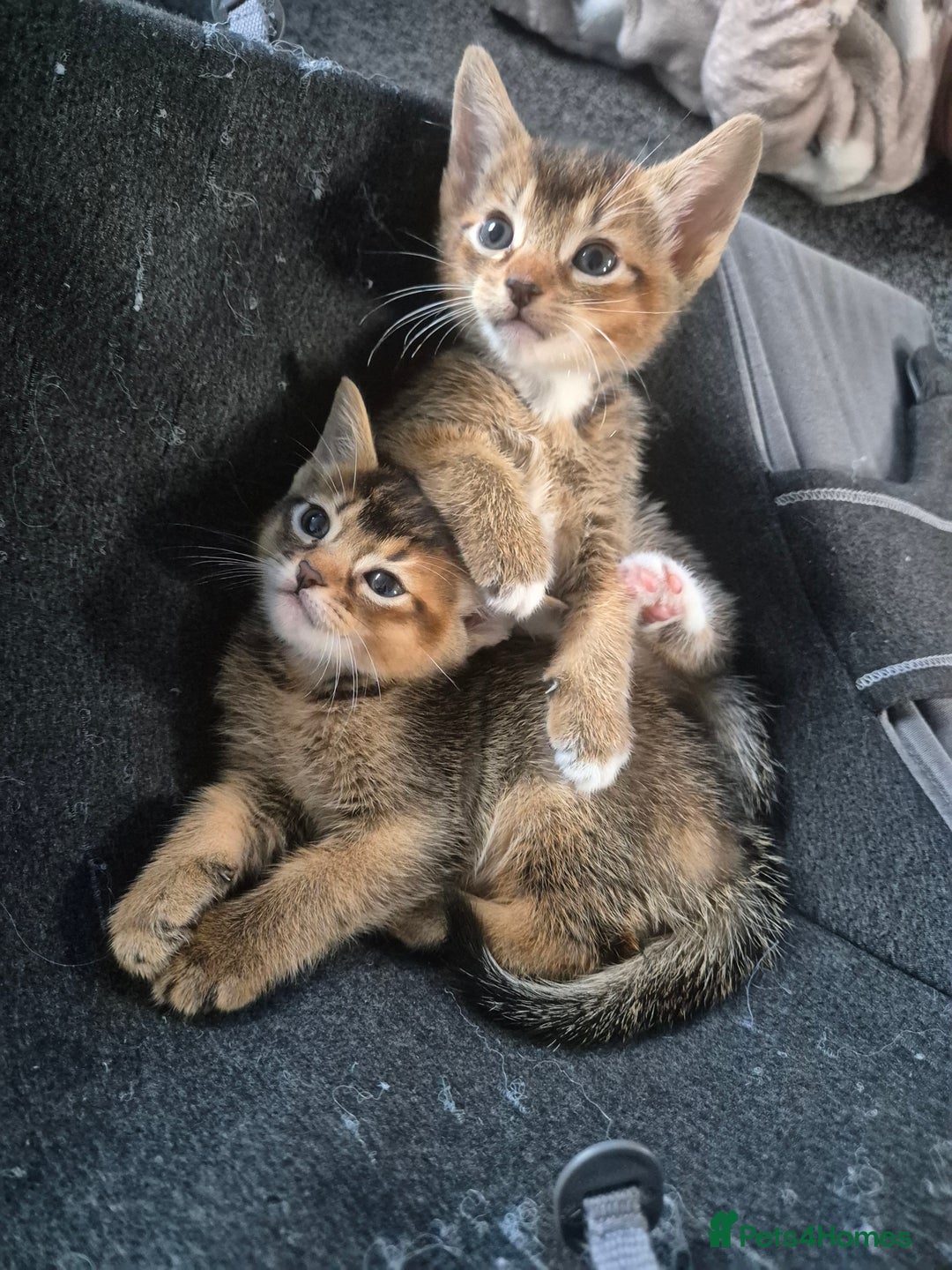 Abyssinian cats for sale: Abyssinian X Bengal Kittens - Image 4