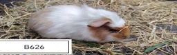 Guinea Pig rodents for sale: Beautiful baby boars available in Maidenhead - Advert 3