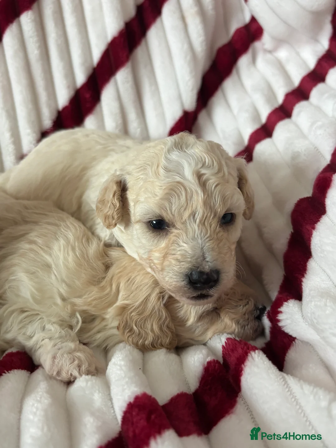 Poochon dogs for sale: One boy remaining - Advert 11