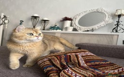 Scottish Fold cats for stud:  Amazing Scottish straight gold male for stud  - Image 1