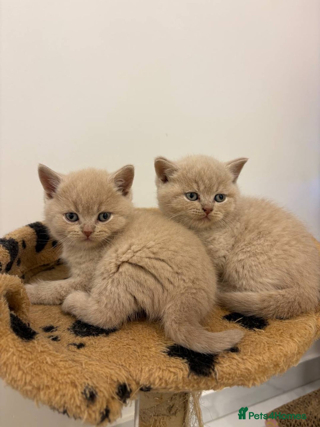 British Shorthair cats for sale: Amazing Cream and Blue British Shorthair Kittens - Advert 3