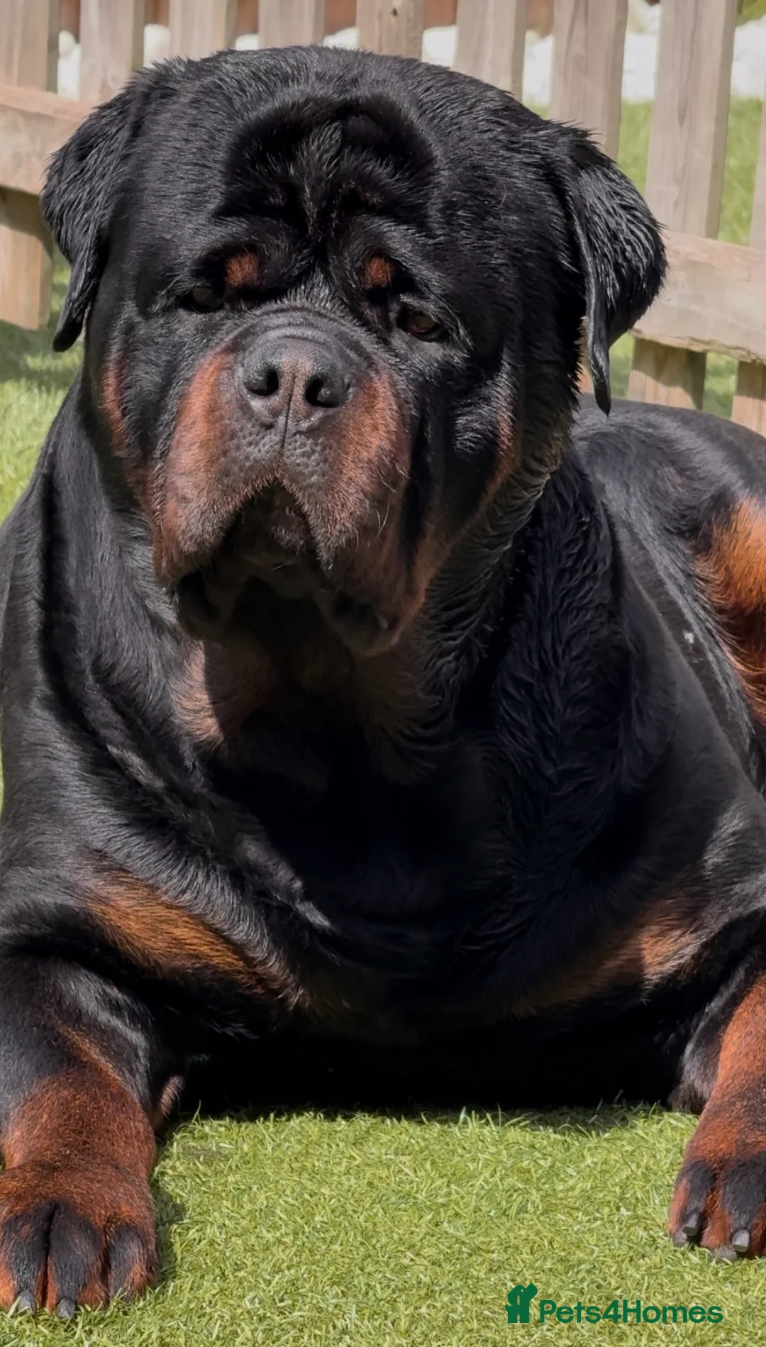 Rottweiler dogs for stud: HUGE HEALTH TESTED STUD - 0/0 hips 0/0 elbows in Bedford - Advert 8