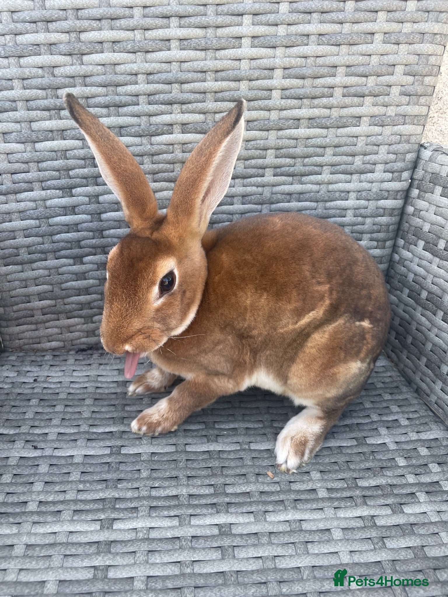 Rex rabbits Pure bred mini Rex 🐰  - Advert 5