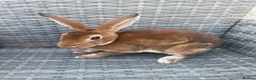 Rex rabbits for sale: Pure bred mini Rex 🐰  - Advert 1