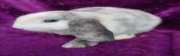 Mini Lion Lop rabbits for sale: Mini lion head lop  - Advert 27
