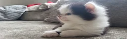 Persian cats for sale: Long haired doll faced Persian kittens X 4 - Advert 12