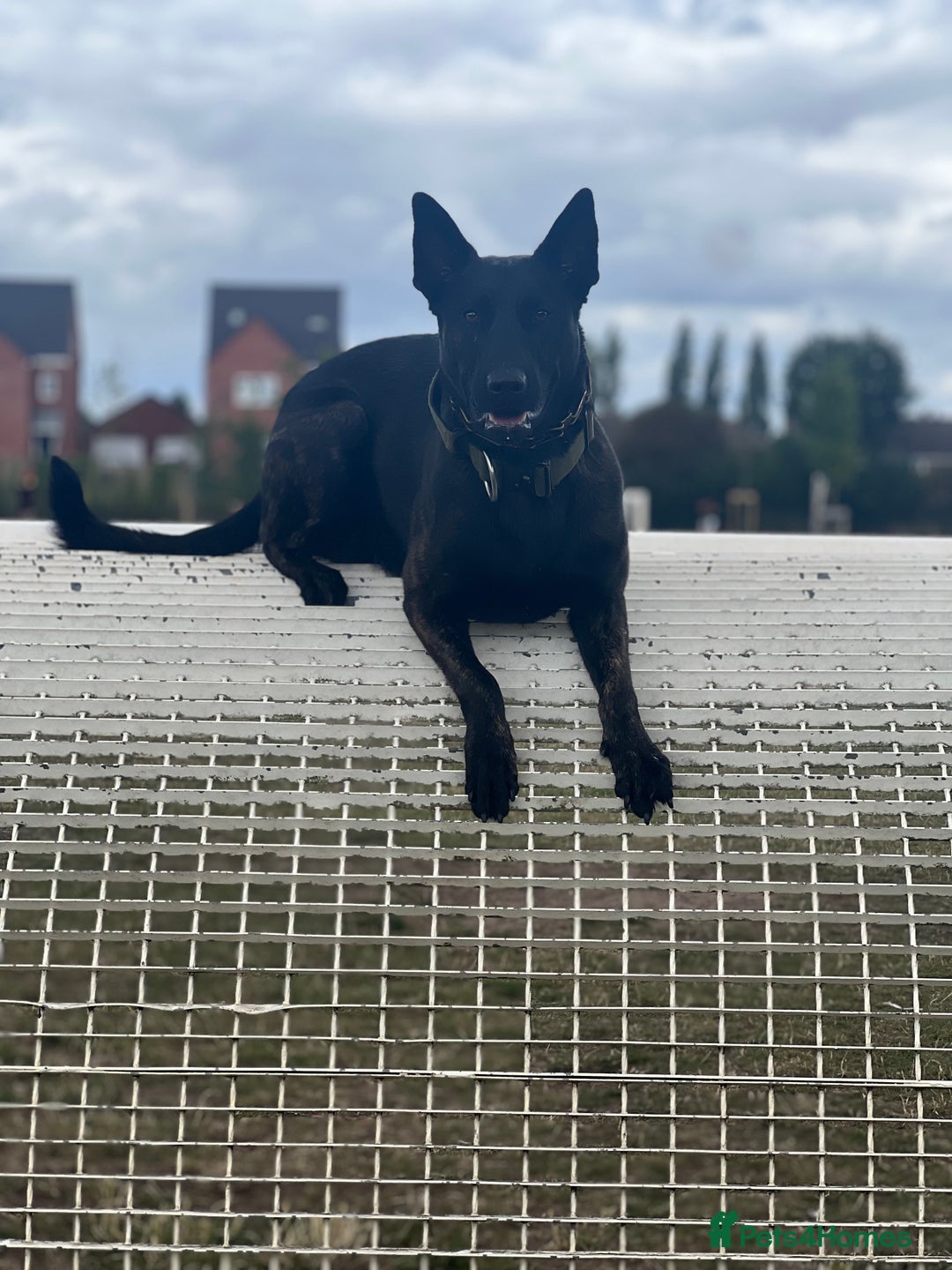 Belgian Shepherd Dog dogs for sale: Dutch Herder - Image 4