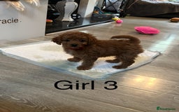 Cavapoo dogs for sale: Cavapoo pups ready to leave, forever homes only - Image 7