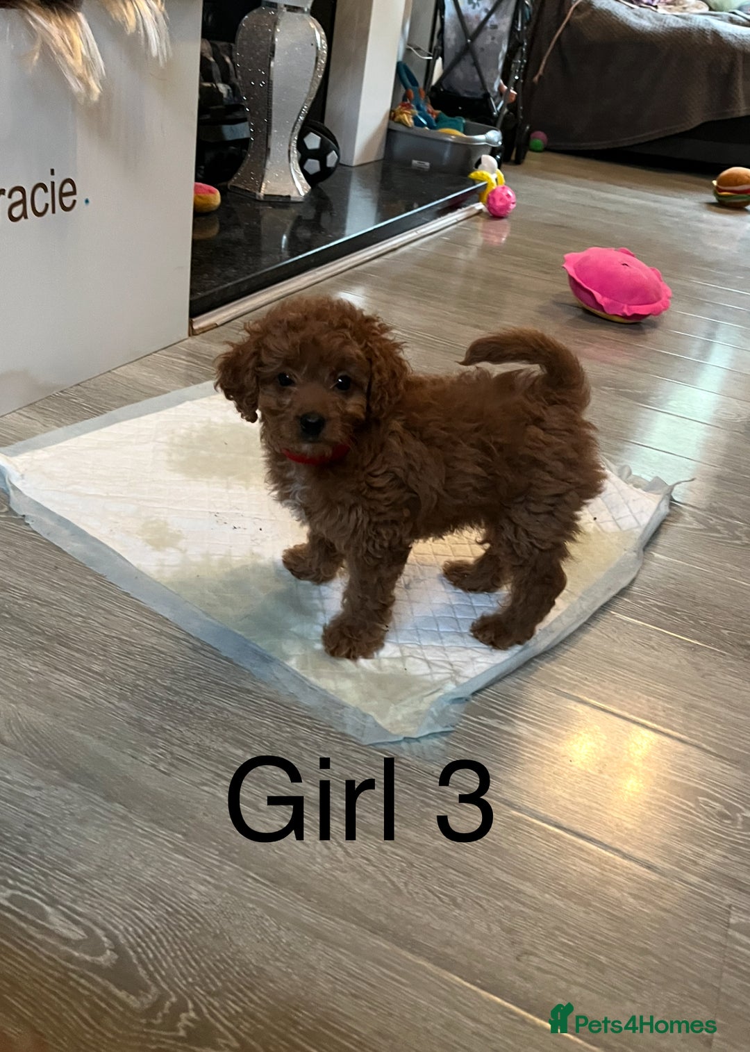 Cavapoo dogs for sale: Cavapoo pups ready to leave, forever homes only - Image 7