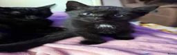 Mixed Breed cats for sale: Mixed kittens for sale  - Advert 2