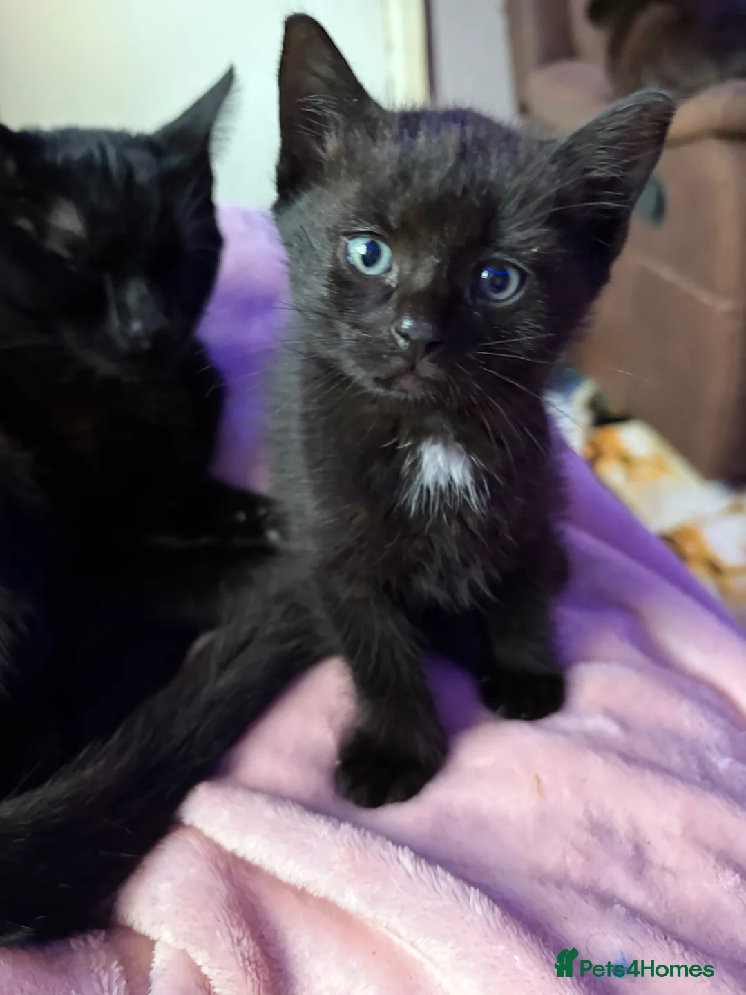 Mixed Breed cats for sale: Mixed kittens for sale  - Advert 2