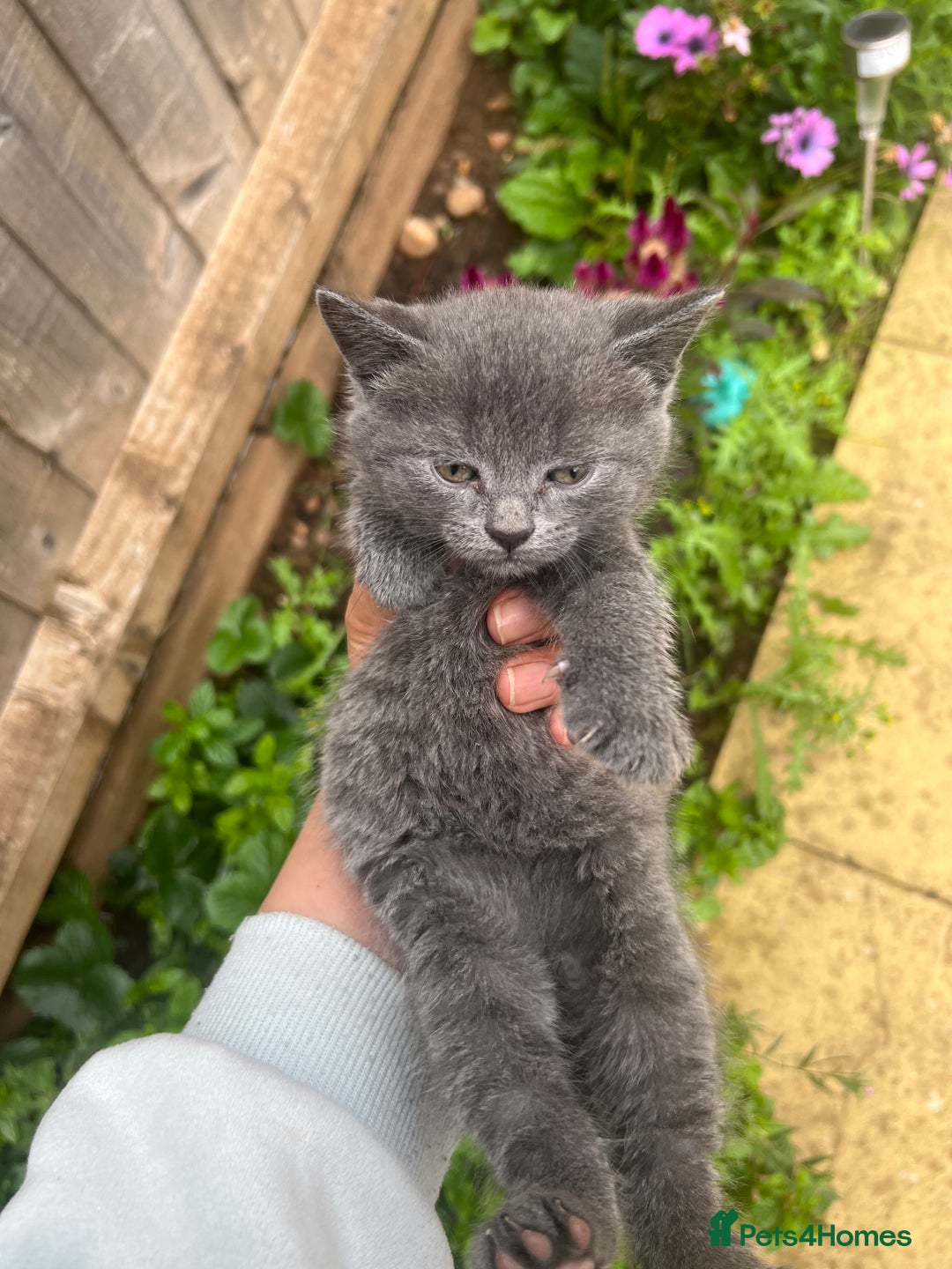 Scottish Fold cats for sale:  A little kittens scotchfold  - Image 3