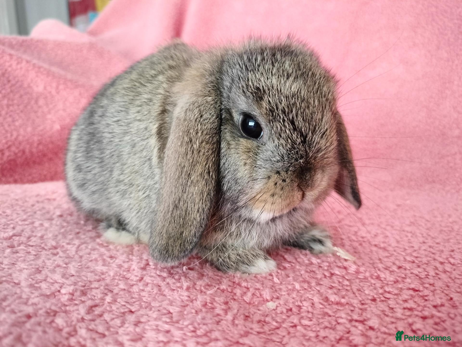 Mini Lop rabbits Baby mini lops for sale  - Advert 17