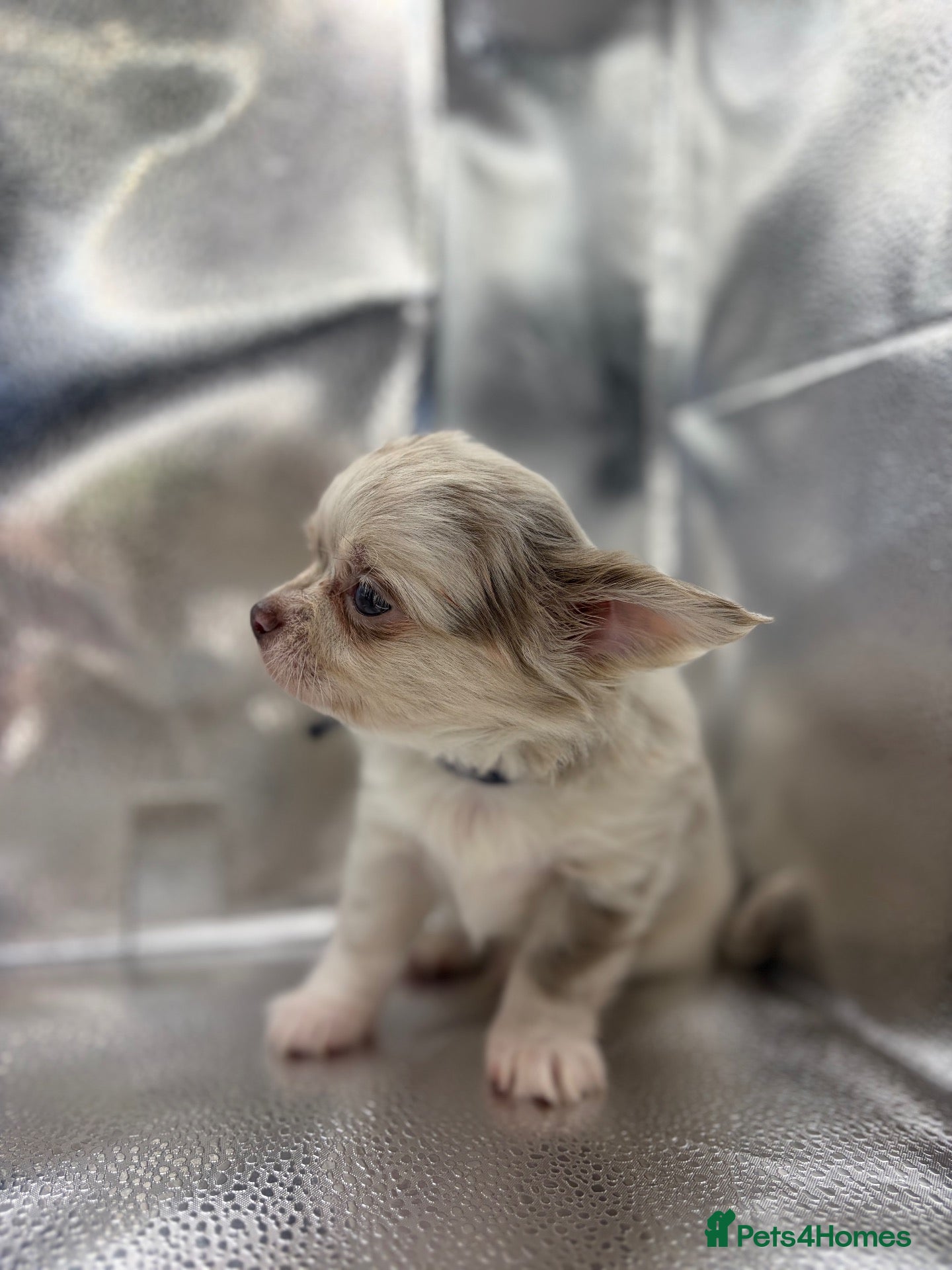 Chihuahua dogs KC REG, DNA HEALTH TESTED, TINY, VERY RARE 🐶😍 - Advert 2