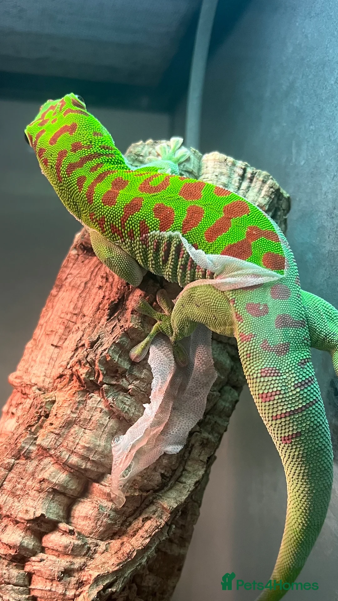 Gecko reptiles for sale: High Red Giant Madagascan Day Gecko - Advert 2