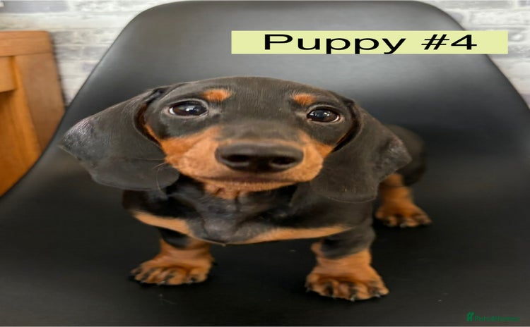 Miniature Dachshund dogs - Advert 7