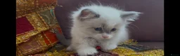 Ragdoll cats for sale: Child Friendly Ragdoll and Ragdoll Cross Kittens  - Advert 21