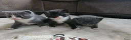 British Shorthair cats for sale: Beautiful British Shorthair Kittens  - Advert 2