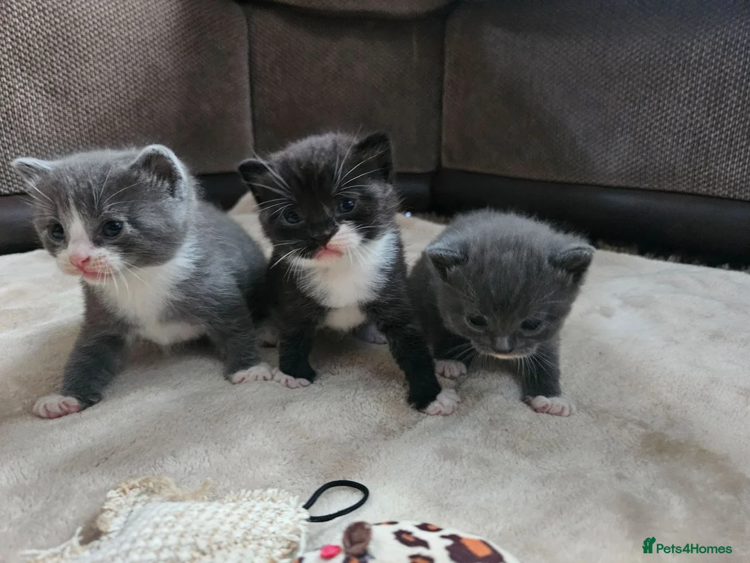British Shorthair cats for sale: Beautiful British Shorthair Kittens  - Advert 2