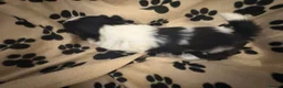 Shih Tzu dogs for sale: Beautiful Home reared Shih Tzu Puppies - Advert 4