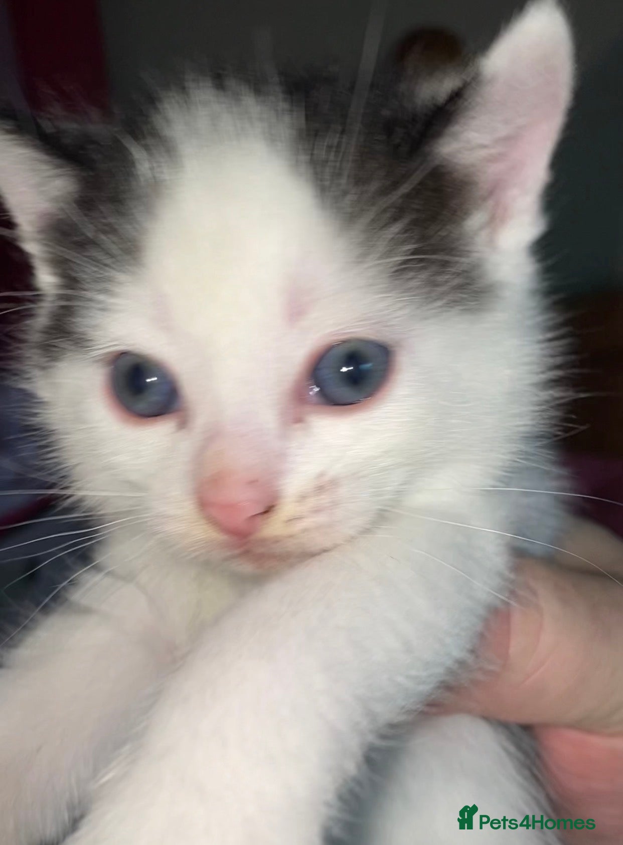 British Shorthair cats Beautiful baby male kitten ready 23rd Dec - Advert 4