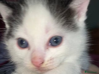 British Shorthair cats Beautiful baby male kitten ready 23rd Dec - Advert 5