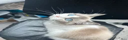 Ragdoll cats for sale: Beautiful Ragdoll kittens in Loughton - Advert 24