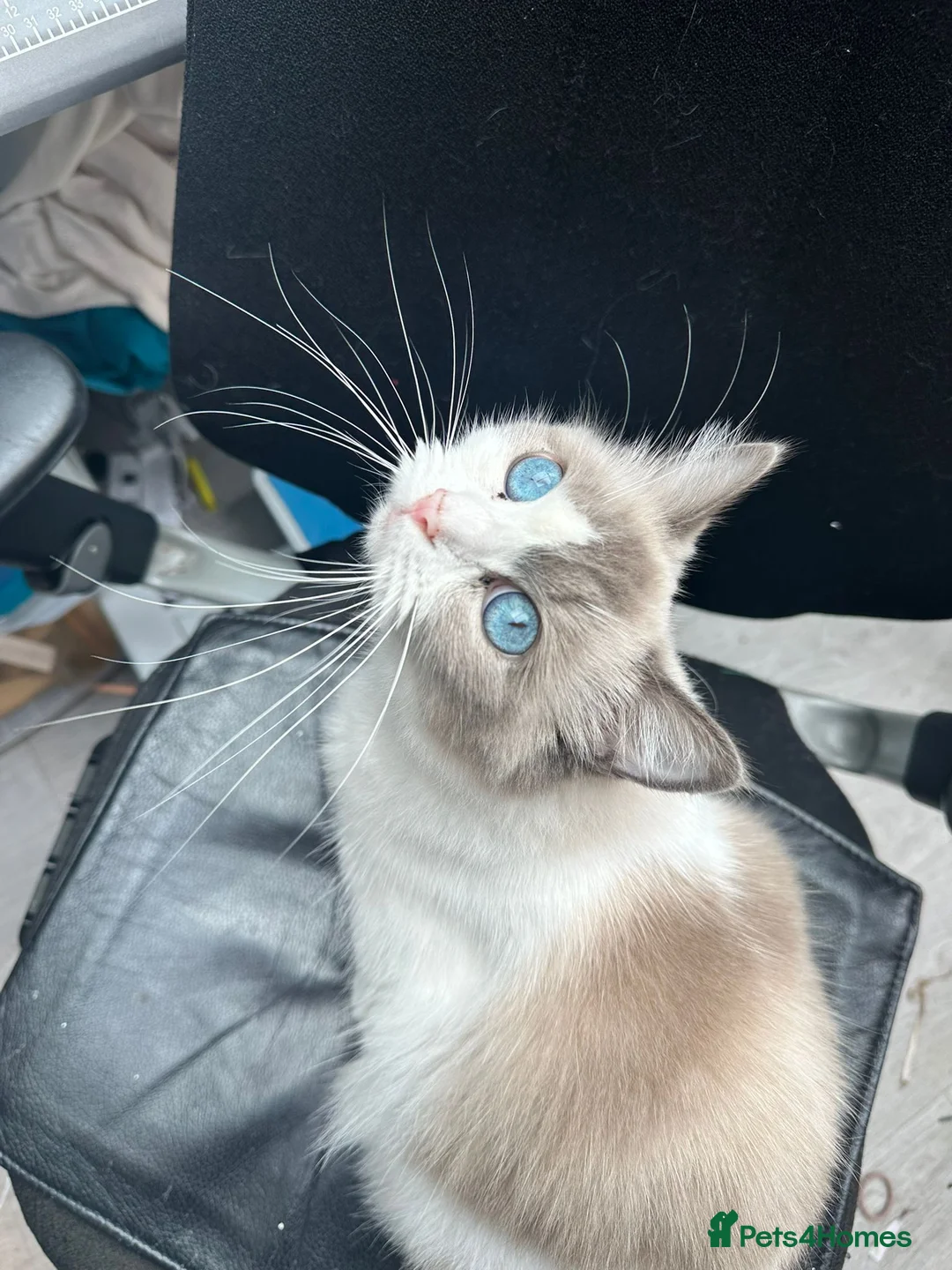 Ragdoll cats for sale: Beautiful Ragdoll kittens in Loughton - Advert 24