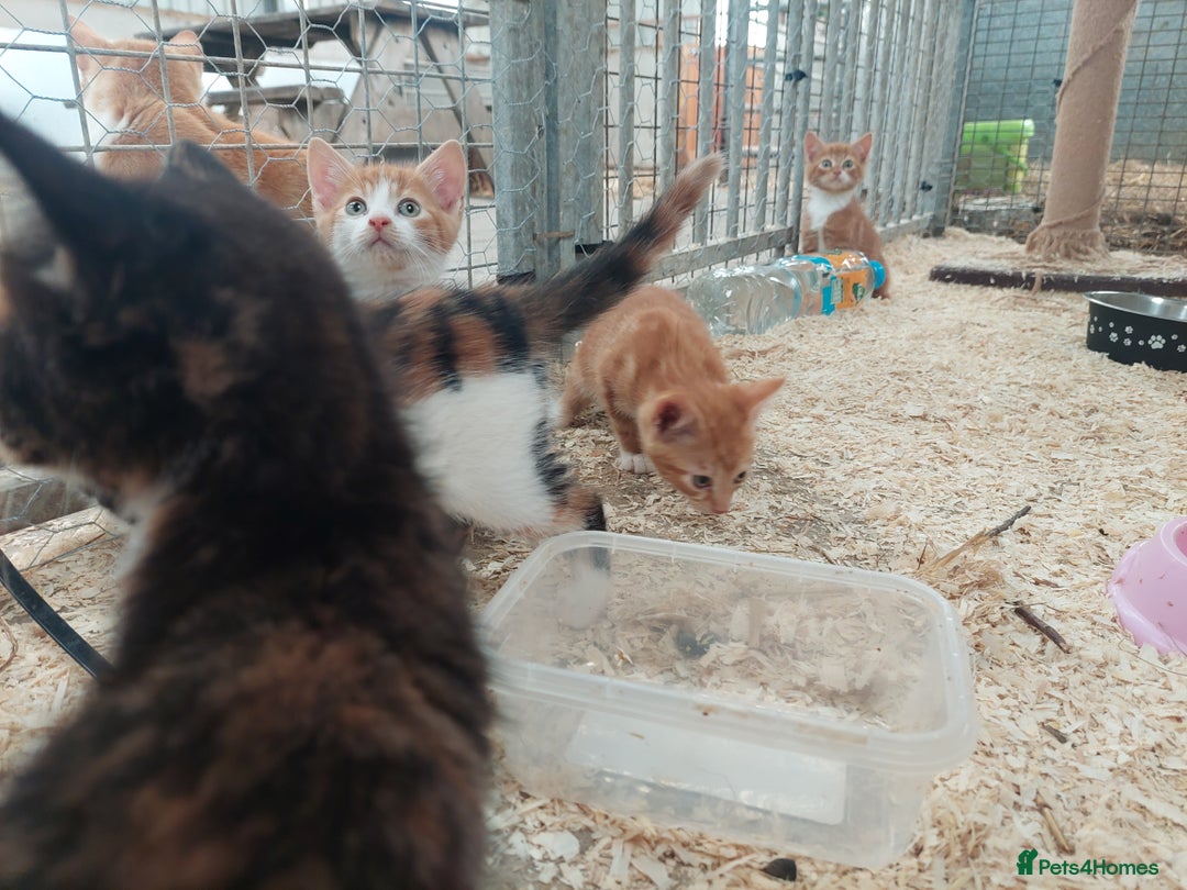 Domestic Shorthair cats for sale: Gorgeous kittens available now - Image 7