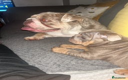 English Bulldog dogs for sale: Lilac and tan miniature female  - Image 2