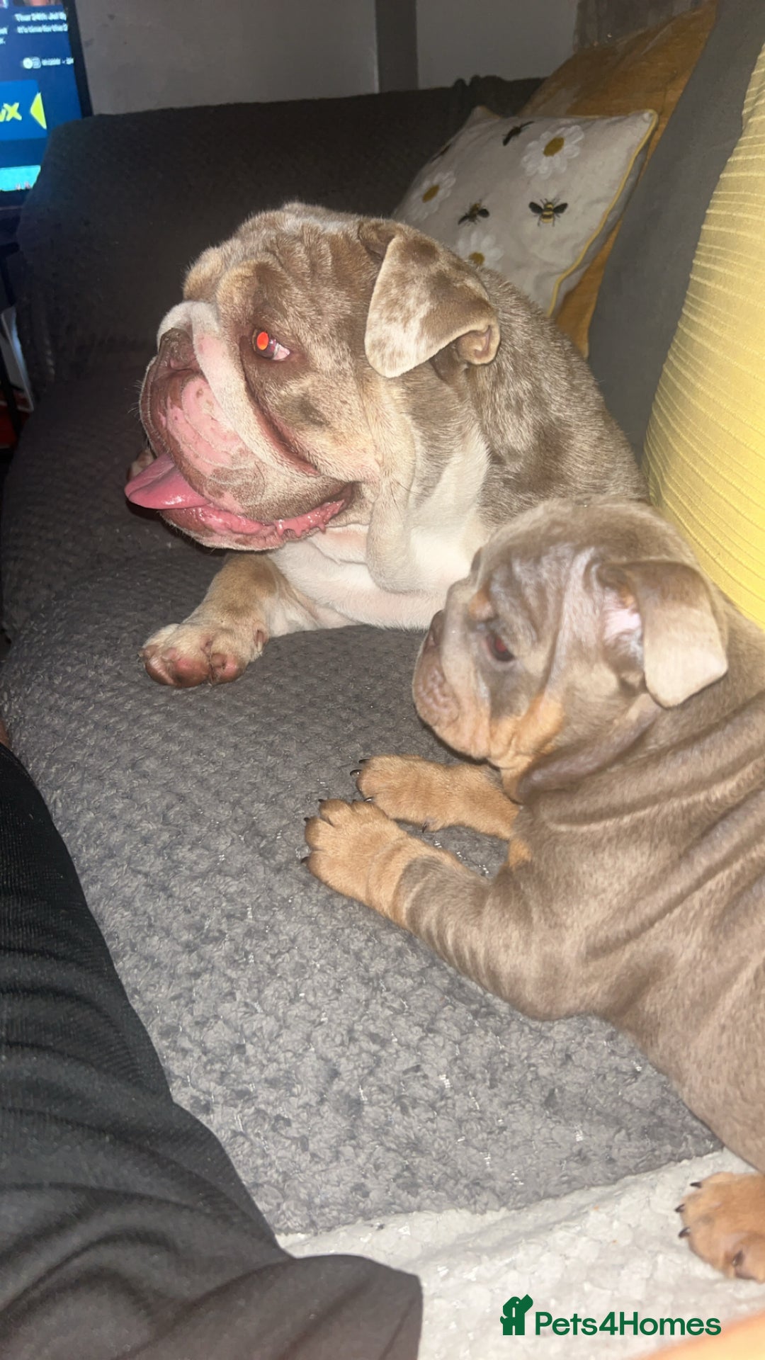 English Bulldog dogs for sale: Lilac and tan miniature female  - Image 2