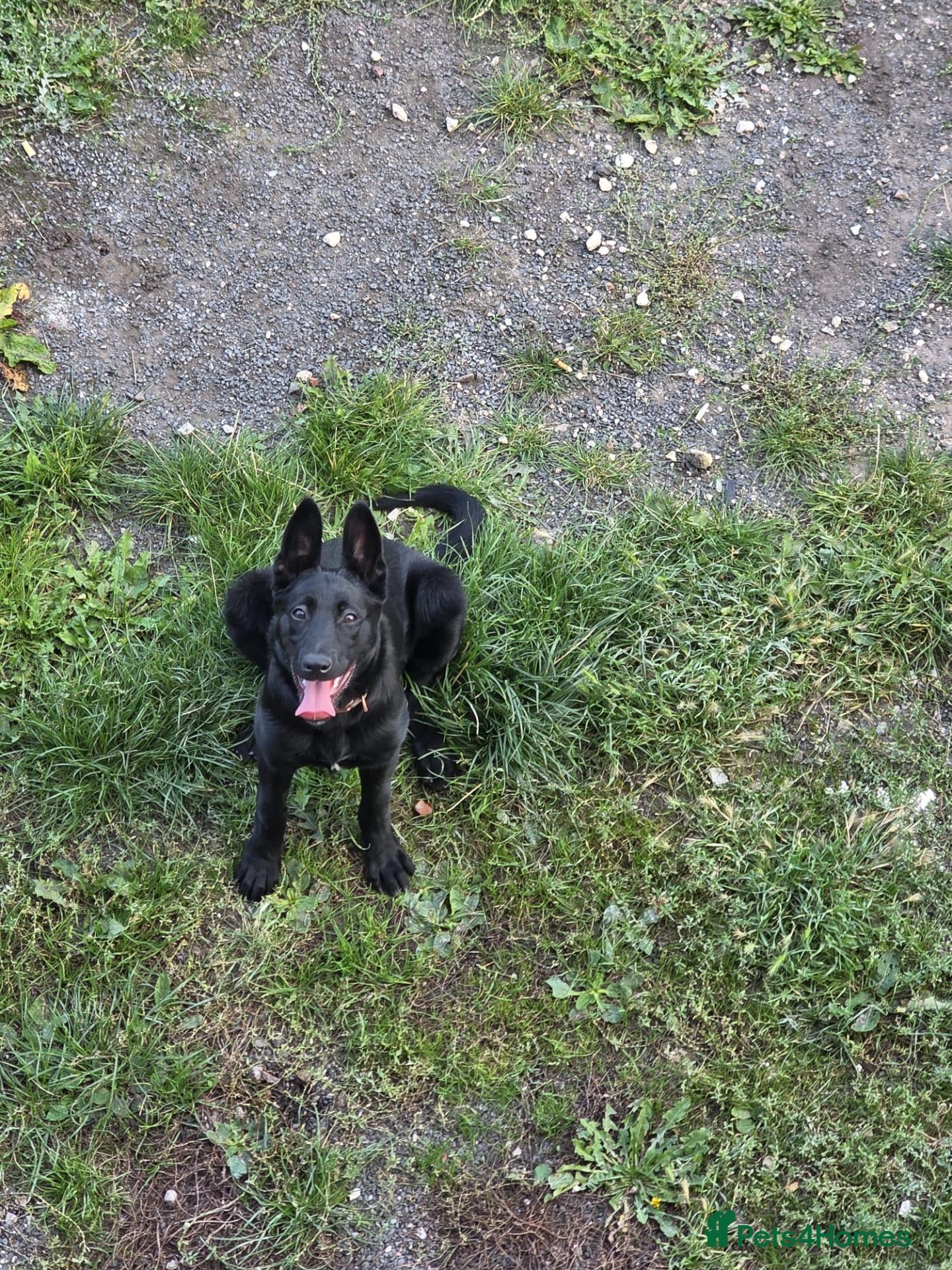 Belgian Shepherd Dog dogs Female Belgian Shepherd - Advert 3