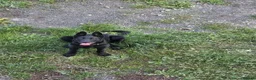 Belgian Shepherd Dog dogs for sale: Female Belgian Shepherd in Sheffield - Advert 1