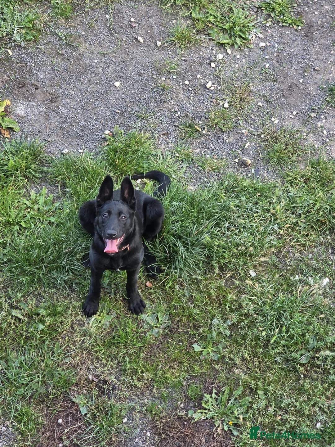 Belgian Shepherd Dog dogs for sale: Female Belgian Shepherd in Sheffield - Advert 1