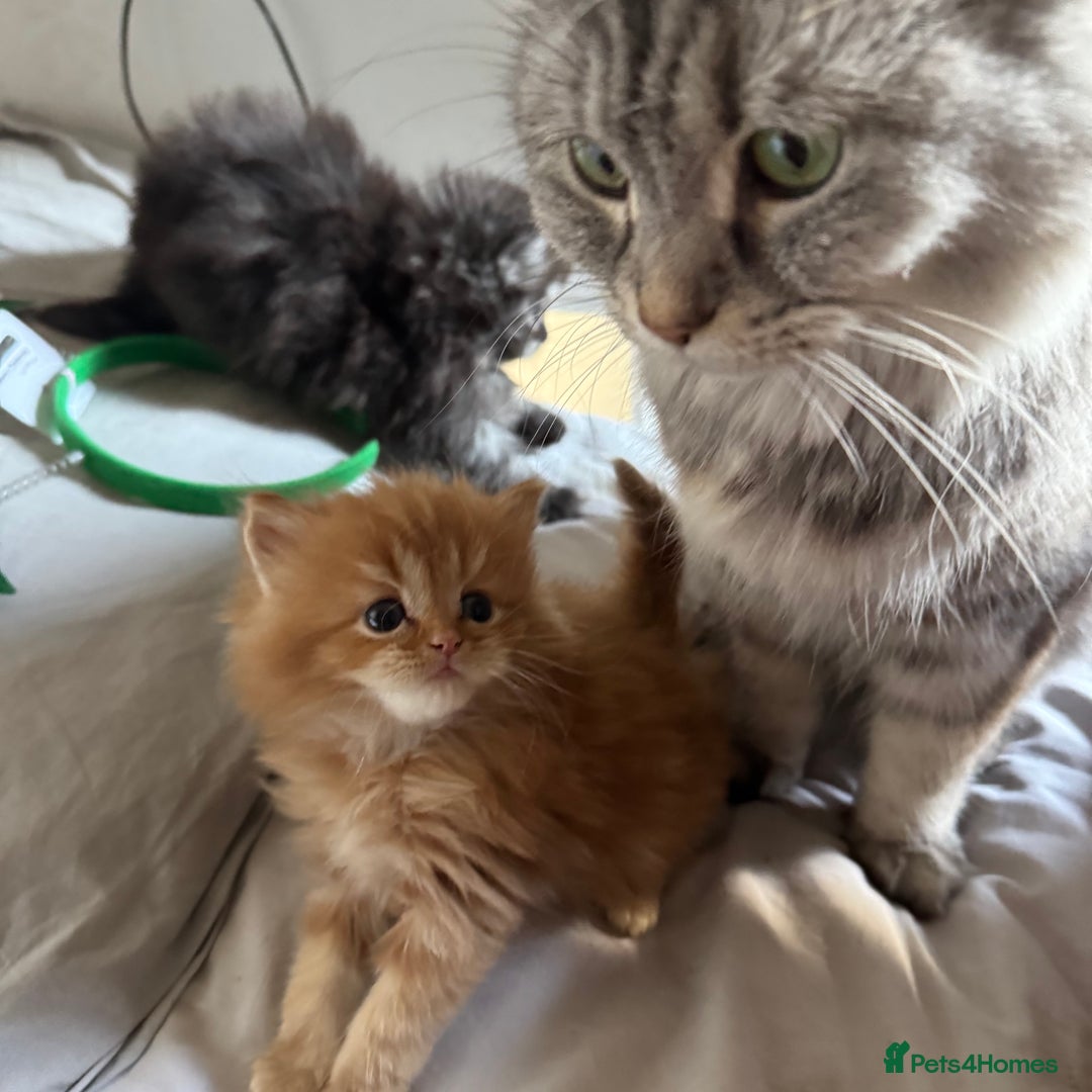 Persian cats for sale: Persian Litter of 4 for new loving home! - Advert 5