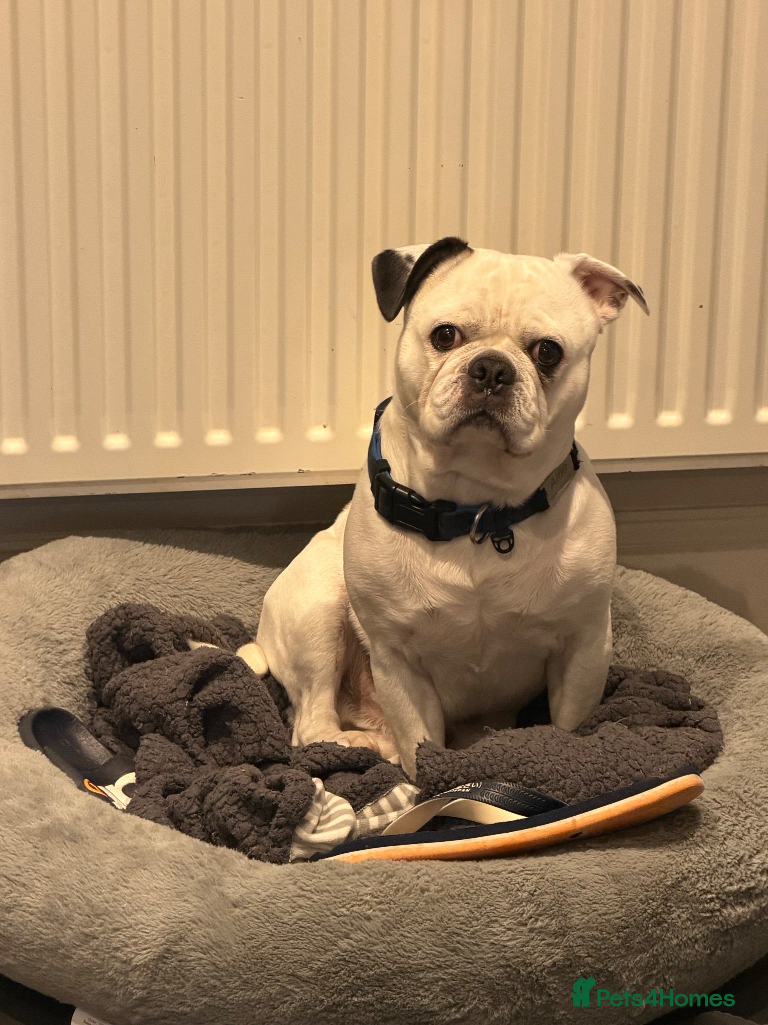 French Bulldog dogs Frug to Stud! - Advert 2