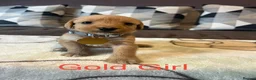 Labradoodle dogs for sale: Labradoodle Fox Red❤️❤️❤️ - Advert 33