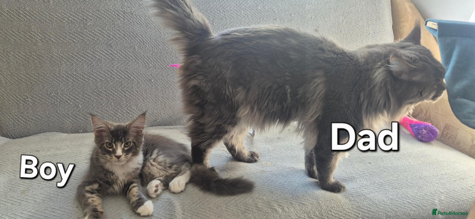 Maine Coon cats Maine Coon Boys from Large line(pet only) - Advert 2