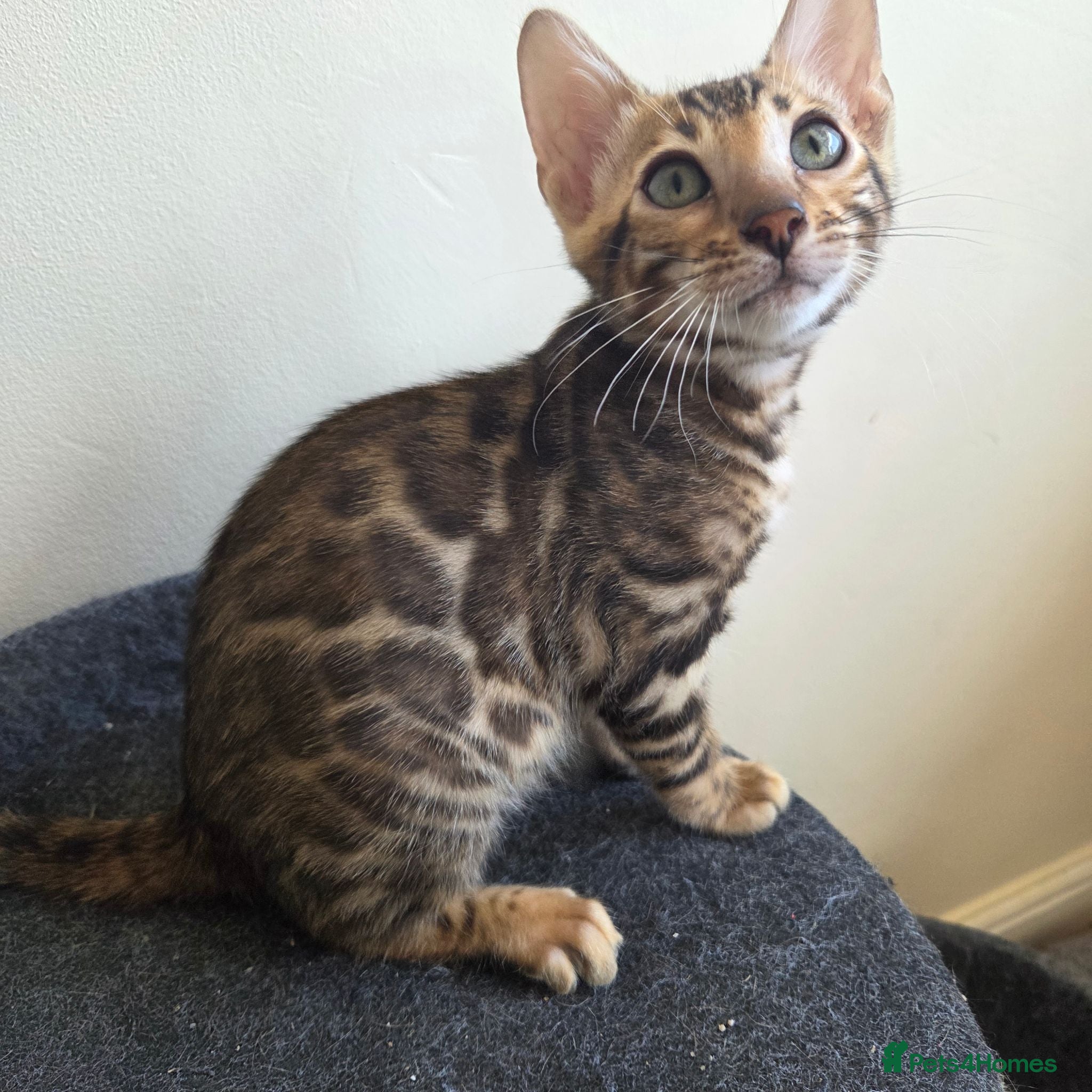 Bengal cats 💥ready now - LAST GIRL -Bengal Tica registered ⚜️ - Advert 8