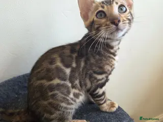 Bengal cats 💥ready now - LAST GIRL -Bengal Tica registered ⚜️ - Advert 8