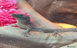 Lizard reptiles for sale: Jewelled Lizard  - Image 2